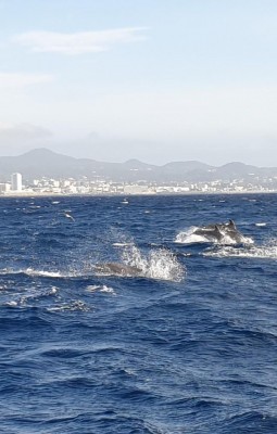 Observarea delfinilor si balenelor