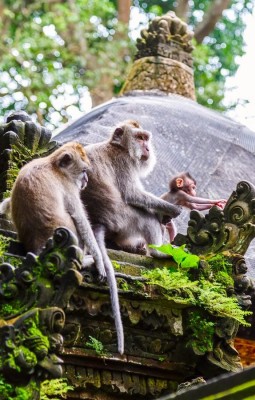 Padurea maimutelor, Ubud