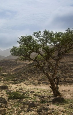The Frankincense Trail in West Salalah 