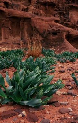 Wadi Rum- luna pe pamant
