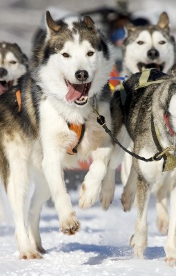 Plimbare cu sania trasa de husky 