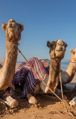 Camel Racing