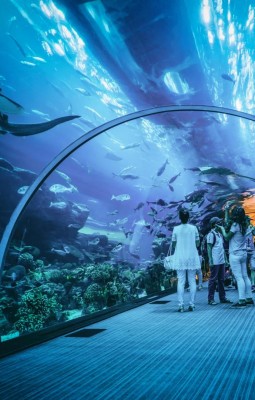 Dubai Aquarium & Gradina Zoo Scufundata