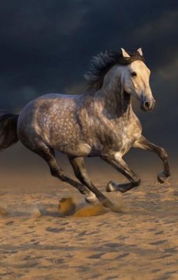 Horse whispering – arta imblanzirii cailor 